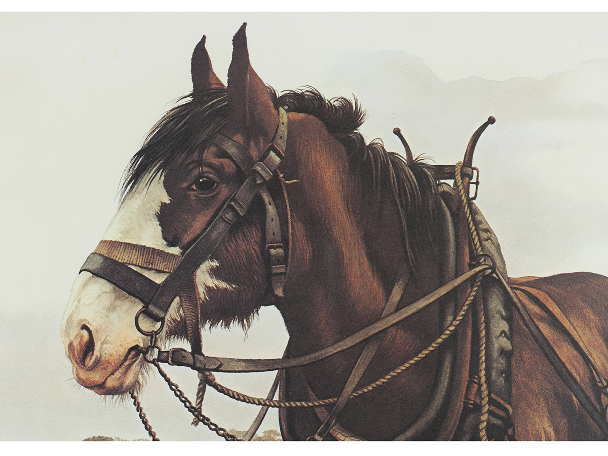 Shire Horse - Saddleback Fine Art